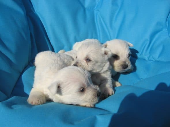 Image de la portée de chiot de l'élévage LE DOMAINE DU FEU COCHARD