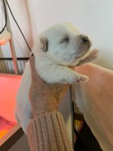 Chiots de race West highland white terrier à vendre chez l'éleveur DOMAINE DE FOREST HILL