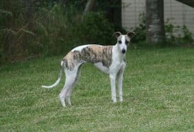 Chiots de race Whippet à vendre chez l'éleveur Le Clos des Obiers