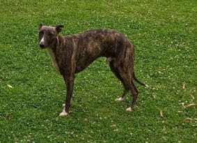 Chiots de race Whippet à vendre chez l'éleveur Le Clos des Obiers