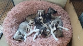 Chiots de race Whippet à vendre chez l'éleveur DES SOURCES DE L’INGON