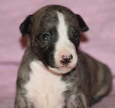 Chiots de race Whippet à vendre chez l'éleveur ZABRISKIE POINT’S