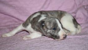 Chiots de race Whippet à vendre chez l'éleveur ZABRISKIE POINT’S