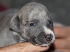 Chiots de race Whippet à vendre chez l'éleveur ZABRISKIE POINT’S