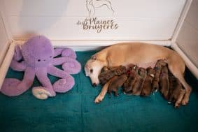 Chiots de race Whippet à vendre chez l'éleveur DES PLAINES DES BRUYERES