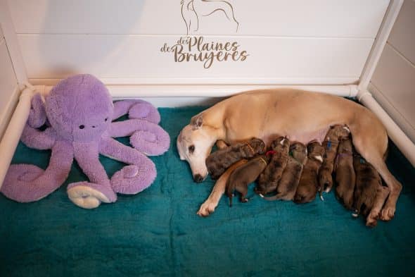 Image de la portée de chiot de l'élévage DES PLAINES DES BRUYERES