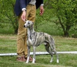 Chiots de race Whippet à vendre chez l'éleveur ZABRISKIE POINT’S