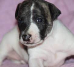 Chiots de race Whippet à vendre chez l'éleveur ZABRISKIE POINT’S