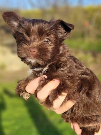 Image de la portée de chiot de l'élévage BLAVET OLIVIER