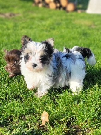 Image de la portée de chiot de l'élévage BLAVET OLIVIER