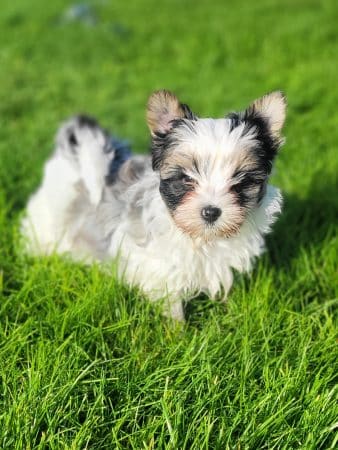 Image de la portée de chiot de l'élévage BLAVET OLIVIER