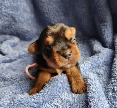 Image de la portée de chiot de l'élévage DUMOULIN HELENE