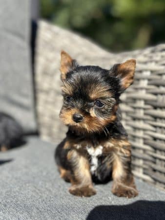 Image de la portée de chiot de l'élévage SCEA DU MOULIN DE MADJURIE