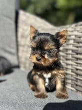 Chiots de race Yorkshire terrier à vendre chez l'éleveur SCEA DU MOULIN DE MADJURIE