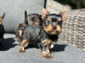 Chiots de race Yorkshire terrier à vendre chez l'éleveur SCEA DU MOULIN DE MADJURIE