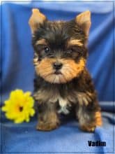 Chiots de race Yorkshire terrier à vendre chez l'éleveur SCEA OF KIEU TEMPLE