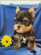 Chiots de race Yorkshire terrier à vendre chez l'éleveur SCEA OF KIEU TEMPLE