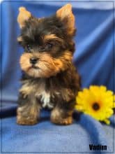 Chiots de race Yorkshire terrier à vendre chez l'éleveur SCEA OF KIEU TEMPLE