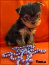 Chiots de race Yorkshire terrier à vendre chez l'éleveur SCEA OF KIEU TEMPLE