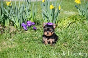 Chiots de race Yorkshire terrier à vendre chez l'éleveur CLOS DE L’ECOTAY