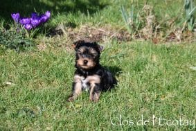 Chiots de race Yorkshire terrier à vendre chez l'éleveur CLOS DE L’ECOTAY