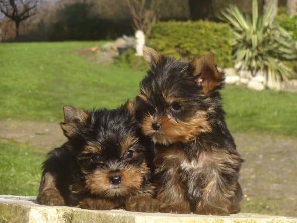 Image de la portée de chiot de l'élévage DOMAINE DES TROIS FEES