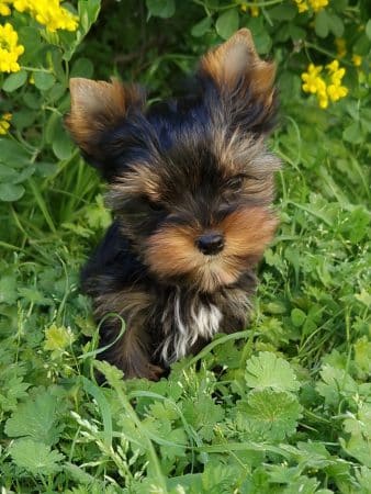 Image de la portée de chiot de l'élévage DOMAINE DES TROIS FEES