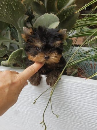 Image de la portée de chiot de l'élévage DOMAINE DES TROIS FEES