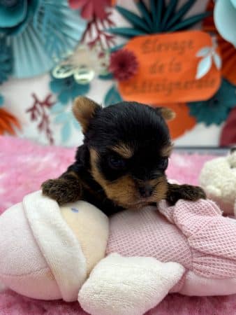 Image de la portée de chiot de l'élévage LAGACHE LACORRE SABINE