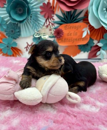 Image de la portée de chiot de l'élévage LAGACHE LACORRE SABINE