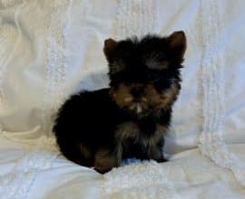 Chiots de race Yorkshire terrier à vendre chez l'éleveur ROUQUETTE VERONIQUE