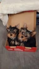 Chiots d'apparence Yorkshire terrier à vendre chez l'éleveur GILMARDAIS VIRGINIE