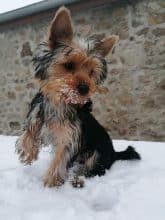 Chiots d'apparence Yorkshire terrier à vendre chez l'éleveur GILMARDAIS VIRGINIE