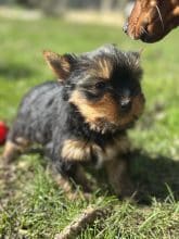 Chiots de race Yorkshire terrier à vendre chez l'éleveur SCEA DU MOULIN DE MADJURIE