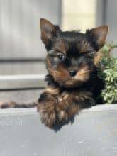 Chiots de race Yorkshire terrier à vendre chez l'éleveur SCEA DU MOULIN DE MADJURIE