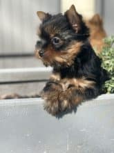 Chiots de race Yorkshire terrier à vendre chez l'éleveur SCEA DU MOULIN DE MADJURIE