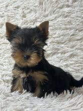 Chiots de race Yorkshire terrier à vendre chez l'éleveur SCEA DU MOULIN DE MADJURIE