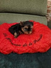 Chiots d'apparence Yorkshire terrier à vendre chez l'éleveur LE HAMEAU DE LA PREUILLE