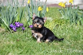 Chiots de race Yorkshire terrier à vendre chez l'éleveur CLOS DE L’ECOTAY