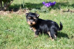 Chiots de race Yorkshire terrier à vendre chez l'éleveur CLOS DE L’ECOTAY