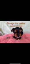 Chiots de race Yorkshire terrier à vendre chez l'éleveur DES LANDES AUDOMAROISE