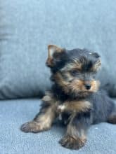 Chiots de race Yorkshire terrier à vendre chez l'éleveur SCEA DU MOULIN DE MADJURIE