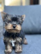 Chiots de race Yorkshire terrier à vendre chez l'éleveur SCEA DU MOULIN DE MADJURIE