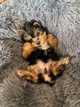 Chiots d'apparence Yorkshire terrier à vendre chez l'éleveur GILMARDAIS VIRGINIE