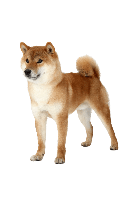 Shiba Inu race de chien