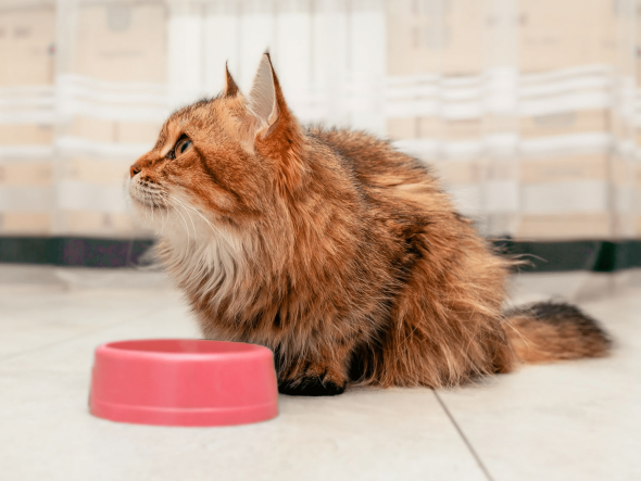 Nourrir un chaton après sa stérilisation