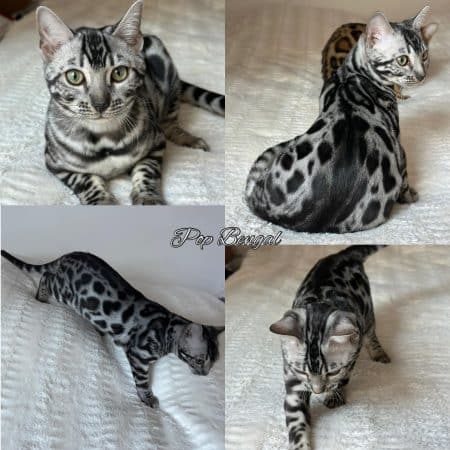 POP BENGAL