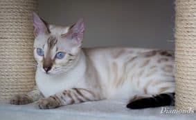 DIAMONDS BENGAL