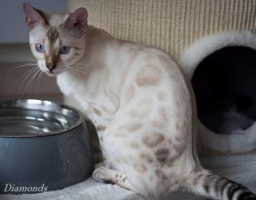 DIAMONDS BENGAL