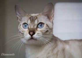 DIAMONDS BENGAL